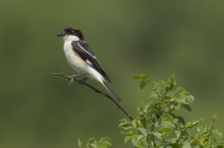 Lanius, senator, Woodchat, Shrike, Bulgaria