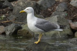 Larus, michahellis, Yellow-legged, Gull, Bulgaria
