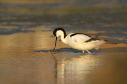 Recurvirostra, avosetta, Pied, Avocet, Bulgaria