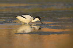 Recurvirostra, avosetta, Pied, Avocet, Bulgaria
