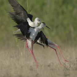 Himantopus, himantopus, Black-winged, Common, Pied, Stilt, Bulgaria