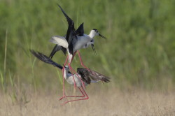 Himantopus, himantopus, Black-winged, Common, Pied, Stilt, Bulgaria