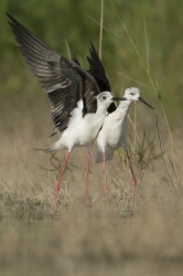 Himantopus, himantopus, Black-winged, Common, Pied, Stilt, Bulgaria