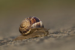 Helix, lucorum, snail, Bulgaria