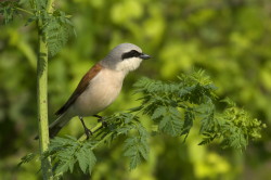 Lanius, collurio, Red-backed, Shrike, Bulgaria