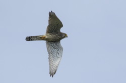 Falco, tinnunculus, Common, Kestrel, Bulgaria