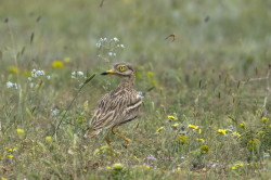 Kulon, Burhinus, oedicnemus, Bugaria, ptaki