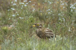 Burhinus, oedicnemus, Stone, Curlew, Thick-knee, Eurasian, Stone-curlew, Bulgaria