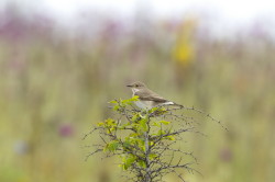 Muchowka, szara, Muscicapa, striata, Bugaria, ptaki