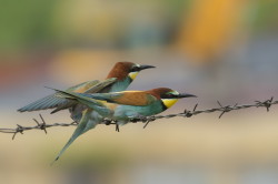 Merops, apiaster, European, Bee-eater, Bulgaria