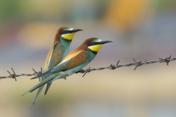 Merops, apiaster, European, Bee-eater, Bulgaria