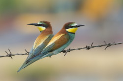 Merops, apiaster, European, Bee-eater, Bulgaria