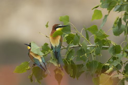 ona, Merops, apiaster, pospolita, ona, pszczoojad, Bugaria, ptaki