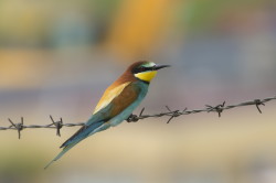 Merops, apiaster, European, Bee-eater, Bulgaria