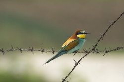 Merops, apiaster, European, Bee-eater, Bulgaria