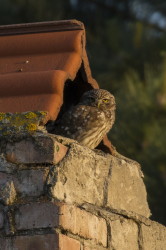 Athene, noctua, Little, Owl, Bulgaria
