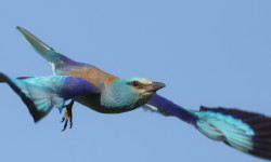 Coracias, garrulus, European, Roller, Bulgaria