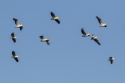 Pelikan, rowy, Pelecanus, onocrotalus, pelikan, baba, Bugaria, ptaki