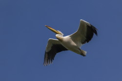 Pelecanus, onocrotalus, Great, Eastern, White, Pelican, Bulgaria