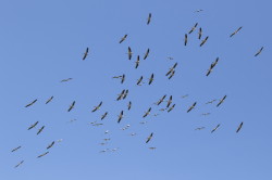 Pelikan, rowy, Pelecanus, onocrotalus, pelikan, baba, Bugaria, ptaki
