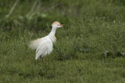 Bubulcus, ibis, Cattle, Egret, heron, Bulgaria