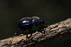 Trypocopris, vernalis, Spring, Dor, Beetle, beetle, coleoptera