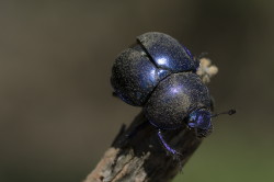 Trypocopris, vernalis, Spring, Dor, Beetle, beetle, coleoptera