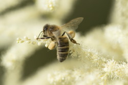 Apis, mellifera, Western, European, Honey, Bee, hymenoptera