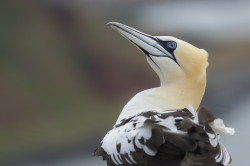 Northern, Gannet, Morus, bassanus, Heligoland