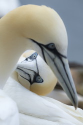 Northern, Gannet, Morus, bassanus, Heligoland