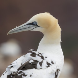 Northern, Gannet, Morus, bassanus, Heligoland