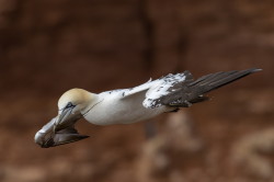 Northern, Gannet, Morus, bassanus, Heligoland