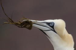 Northern, Gannet, Morus, bassanus, Heligoland