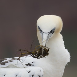 Guptak, Morus, bassanus, Helgoland, ptaki