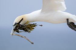 Guptak, Morus, bassanus, Helgoland, ptaki