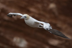 Northern, Gannet, Morus, bassanus, Heligoland