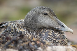 Edredon, Somateria, mollissima, kaczka, mikkopir, Helgoland, ptaki