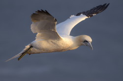 Northern, Gannet, Morus, bassanus, Heligoland