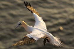 Northern, Gannet, Morus, bassanus, Heligoland