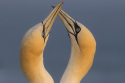 Northern, Gannet, Morus, bassanus, Heligoland