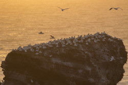 Northern, Gannet, Morus, bassanus, Heligoland