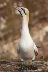 Northern, Gannet, Morus, bassanus, Heligoland