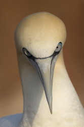 Northern, Gannet, Morus, bassanus, Heligoland