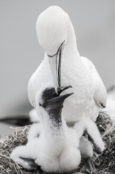 Northern, Gannet, Morus, bassanus, Heligoland