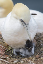 Guptak, Morus, bassanus, Helgoland, ptaki