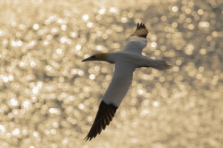 Northern, Gannet, Morus, bassanus, Heligoland