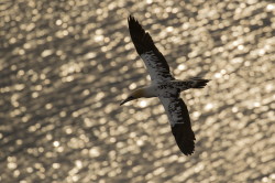 Guptak, Morus, bassanus, Helgoland, ptaki