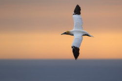 Northern, Gannet, Morus, bassanus, Heligoland