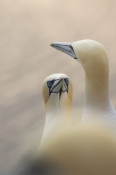 Northern, Gannet, Morus, bassanus, Heligoland