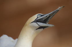 Northern, Gannet, Morus, bassanus, Heligoland